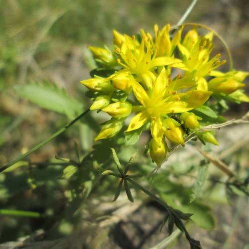 cluster of small, yellow, shiny, star-like flowers with yellow, long stamens, green, shiny stems, and sepals