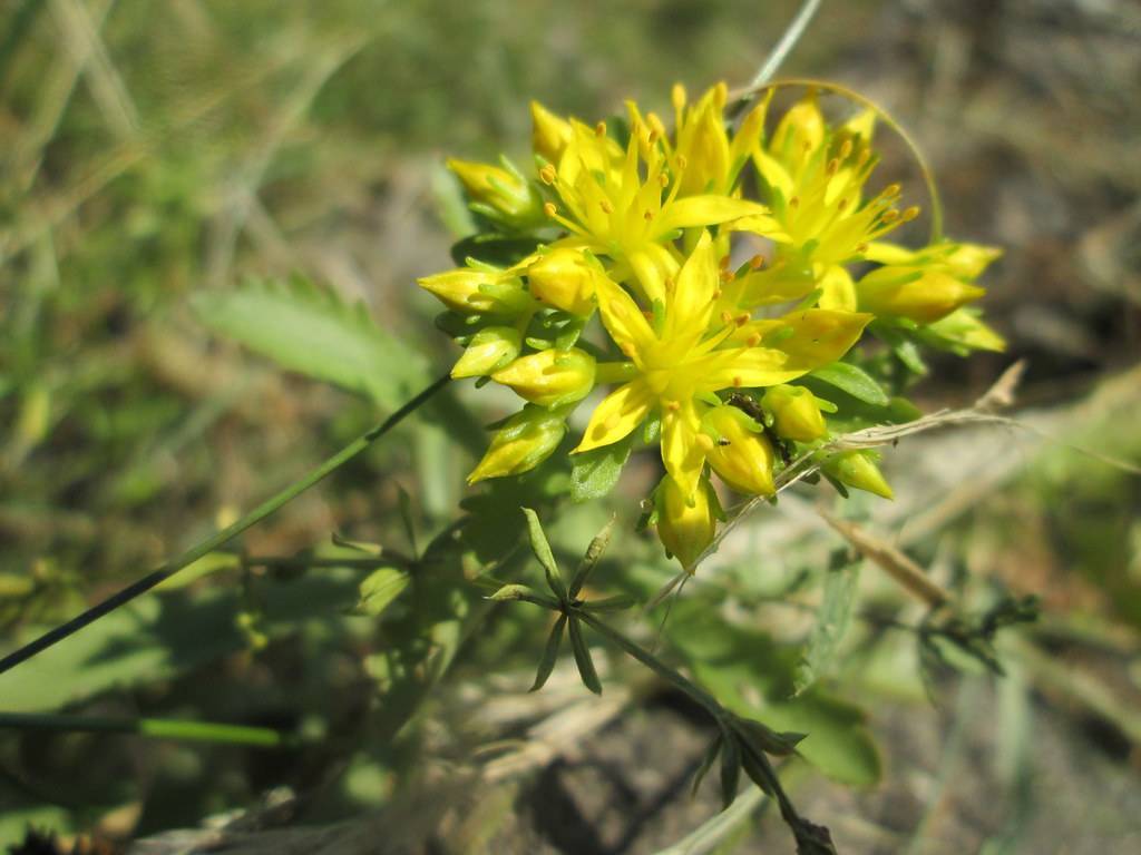 cluster of small, yellow, shiny, star-like flowers with yellow, long stamens, green, shiny stems, and sepals