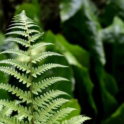 Green leaves with stems, yellow midrib.
