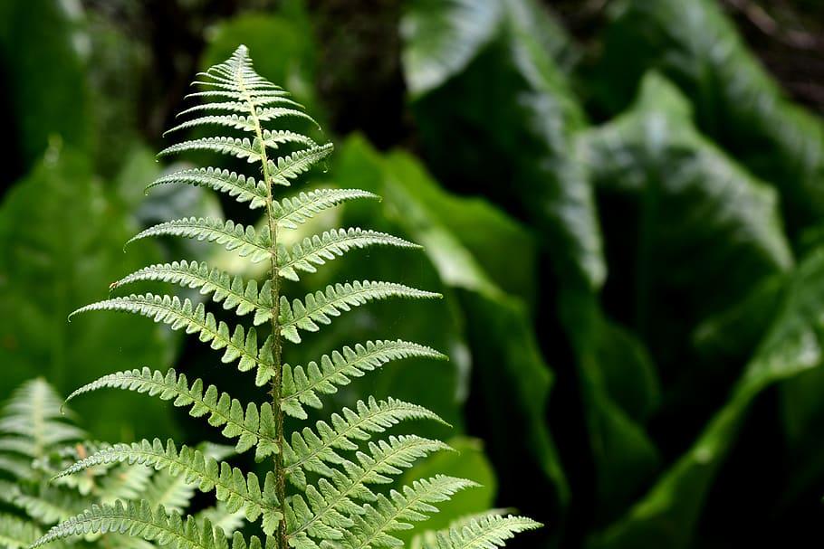 Green leaves with stems, yellow midrib.