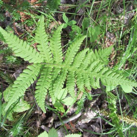 green, shiny, triangular-shaped fronds
