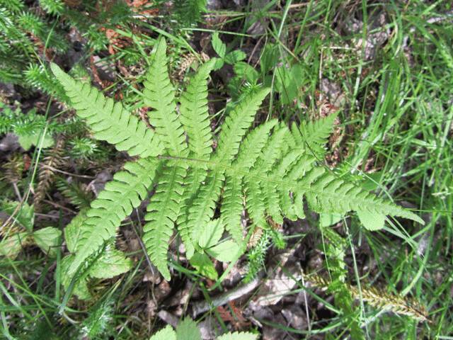 green, shiny, triangular-shaped fronds