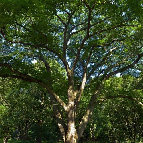 woody, brown trunk and branches with a green crown