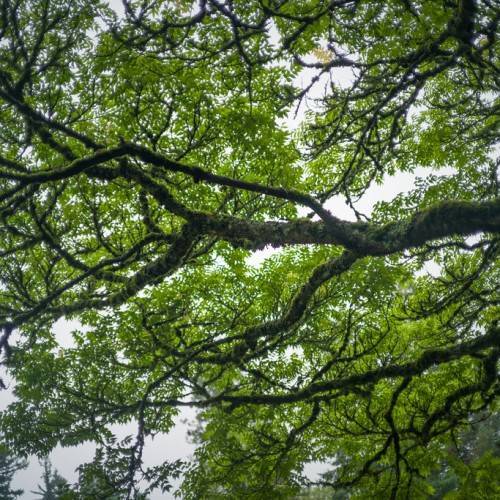 sheen-green, leaves with rough, gray, woody stems