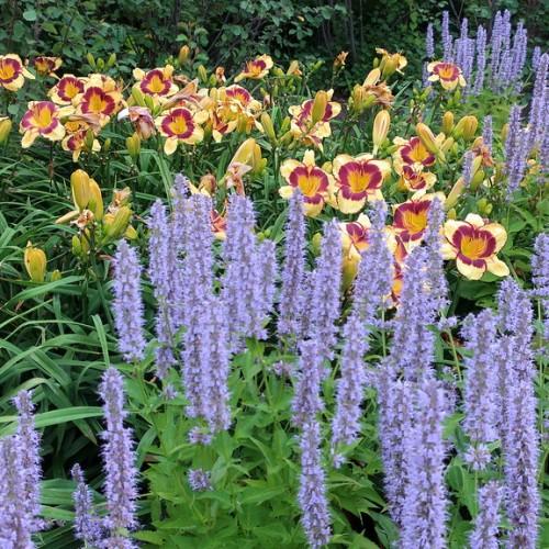 Clusters of lavender-blue flowers and aromatic green leaves.