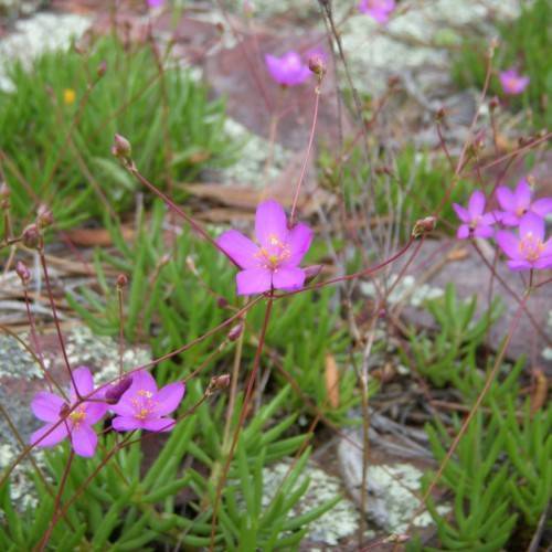 purple, star-like flowers with orange stamens, purple stems, buds, and green, needle-like leaves