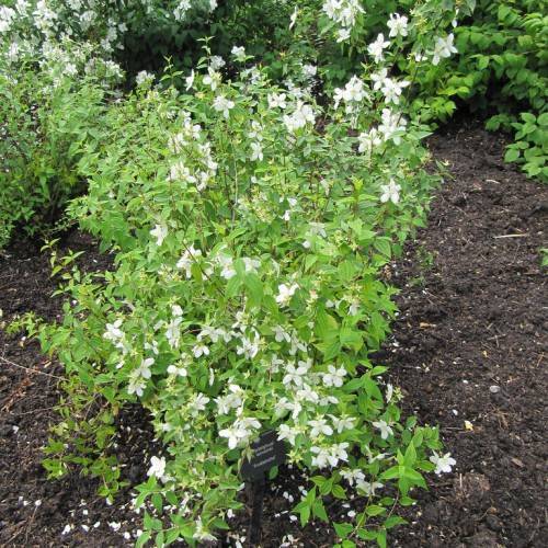 white flowers with green, small leaves, and stems