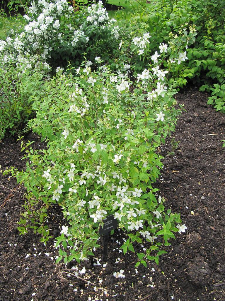 white flowers with green, small leaves, and stems