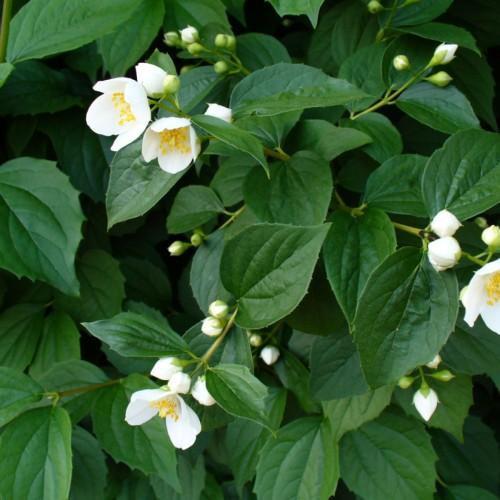White flower with yellow stigma and stamen, white buds, yellow stems and green leaves
