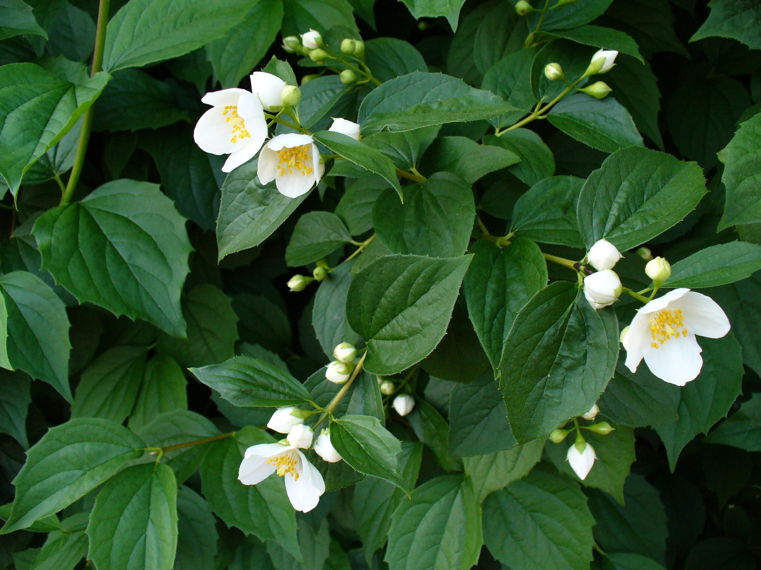 White flower with yellow stigma and stamen, white buds, yellow stems and green leaves