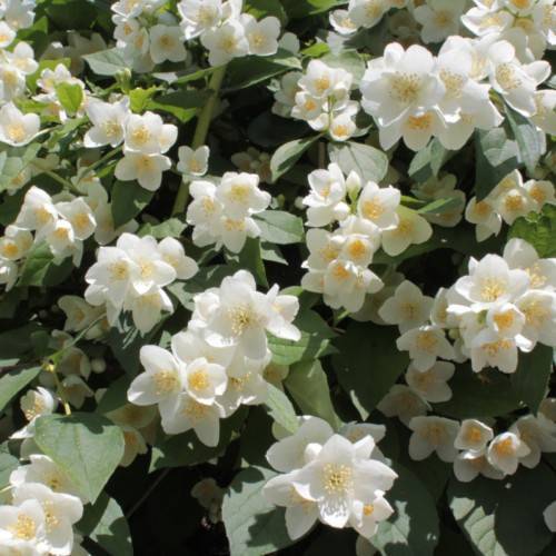 clusters of small, white flowers with orange stamens, creamy-green stems, and green, smooth, ovate leaves