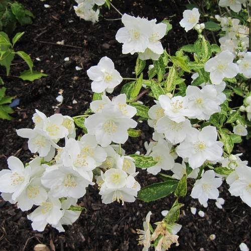  white flowers with creamy stamens, and yellow-green, shiny lanceolate, small leaves