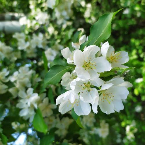 clusters of white flowers with yellow stamens, and green, shiny ovate leaves