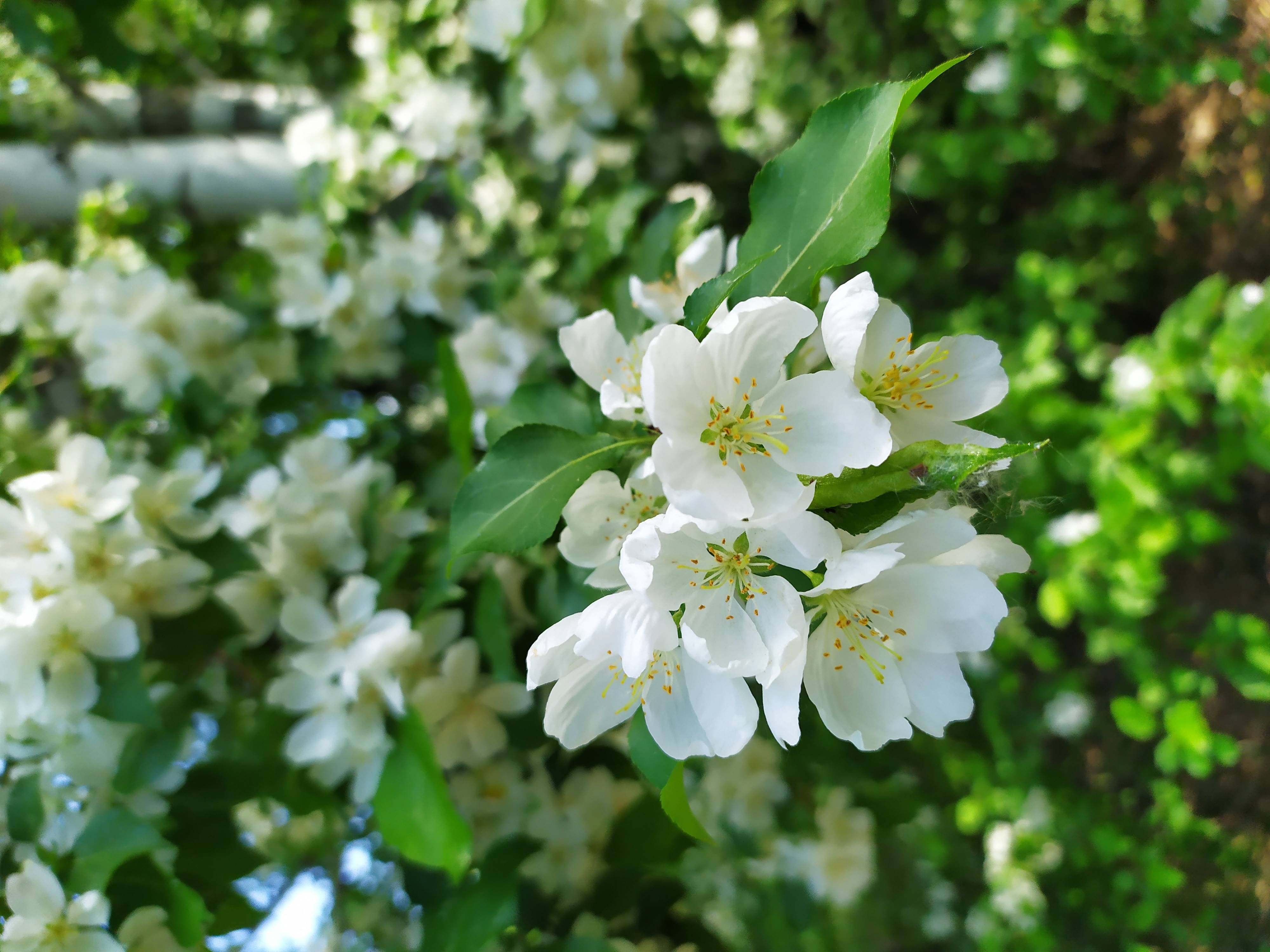 clusters of white flowers with yellow stamens, and green, shiny ovate leaves