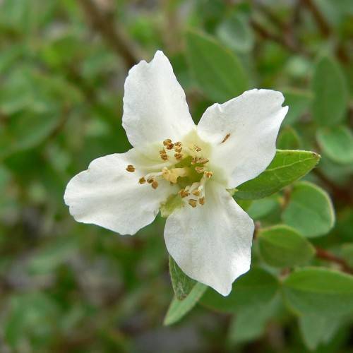 small, white flower with white filaments, brown anthers, and green leaves