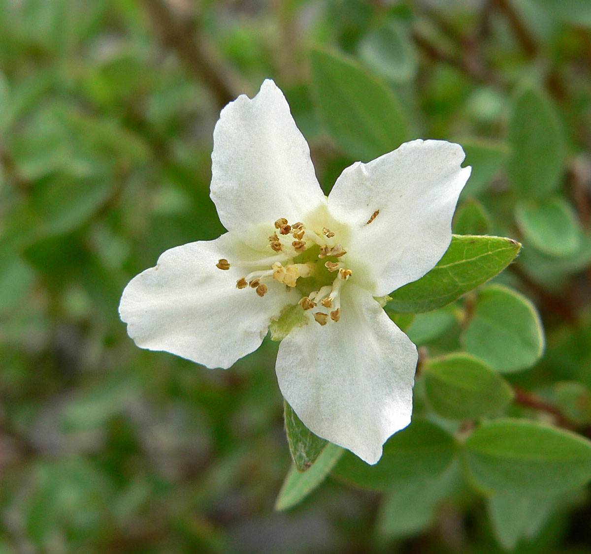 small, white flower with white filaments, brown anthers, and green leaves