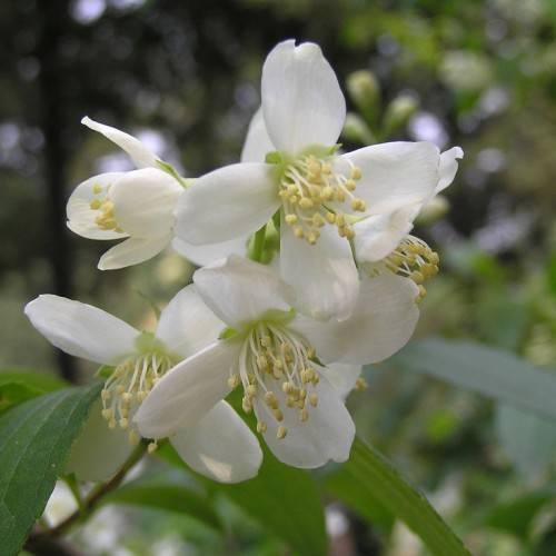 cluster of white flowers with white filaments, creamy anthers, green sepals, and dark-green leaves