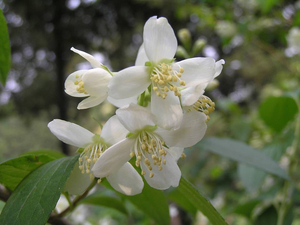 cluster of white flowers with white filaments, creamy anthers, green sepals, and dark-green leaves