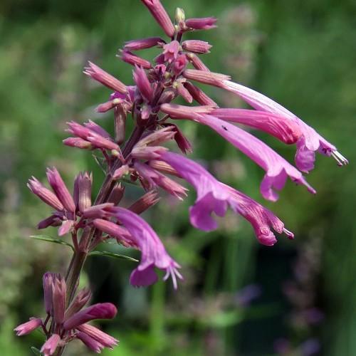 pink-purple flowers with pink buds, green foliage and pink stems