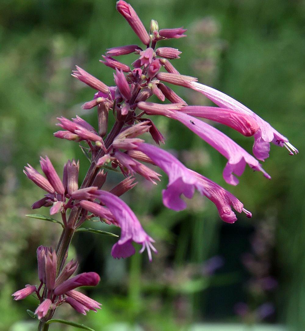 pink-purple flowers with pink buds, green foliage and pink stems
