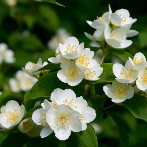 White flower with yellow stigma and stamen, 
 off-white style and filaments, white buds, yellow stems and green leaves