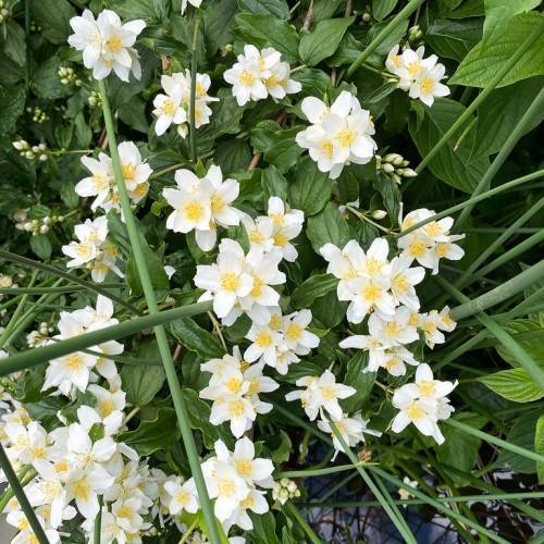 clusters of white flowers with yellow stamens, dark-green stems, and dark-green, ovate, shiny leaves