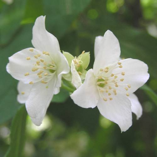 clusters of white flowers with white filaments, creamy anthers, and creamy-green sepals