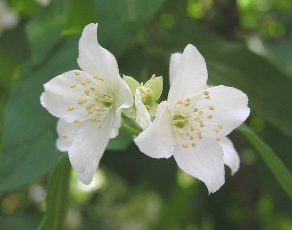 clusters of white flowers with white filaments, creamy anthers, and creamy-green sepals