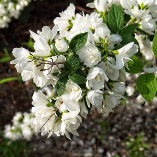 clusters of white flowers with white filaments, creamy anthers, drak-green, ovate, small leaves, and green sepals