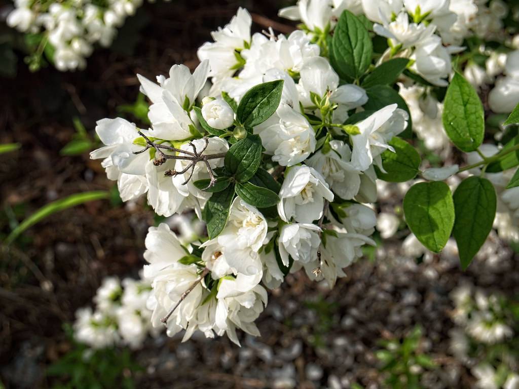 clusters of white flowers with white filaments, creamy anthers, drak-green, ovate, small leaves, and green sepals