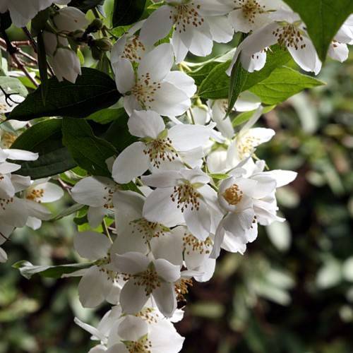 clusters of white flowers with brown stamens, and drak-green, ovate leaves