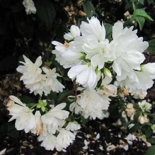 clusters of white flowers with drak-green leaves, and light-green sepals