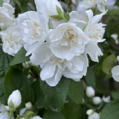 clusters of white, cup-shaped flowers with creamy stamens, drak-green, ovate leaves, and green sepals