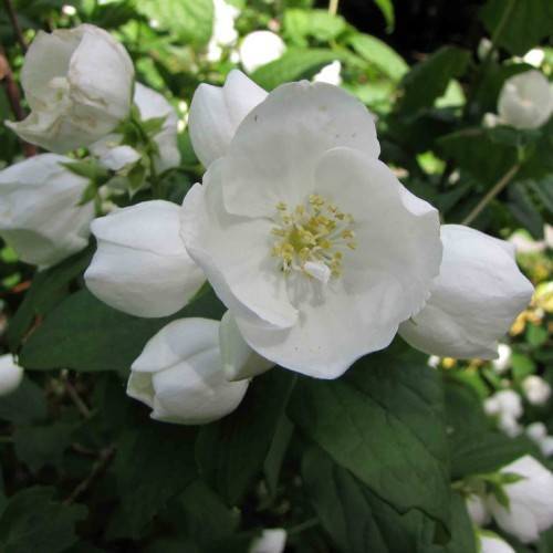 clusters of white, cup-shaped flowers with creamy stamens, drak-green, ovate leaves, and green sepals