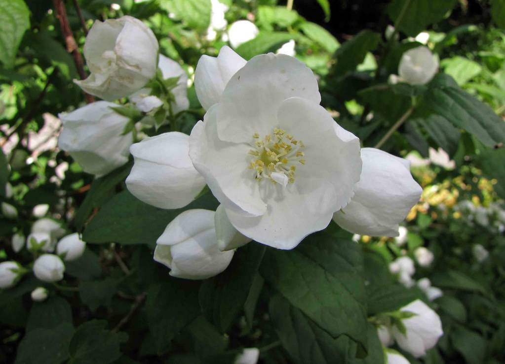 clusters of white, cup-shaped flowers with creamy stamens, drak-green, ovate leaves, and green sepals