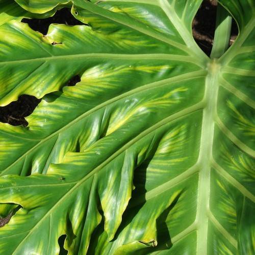 shiny, yellow-green, large leaves with light green midribs