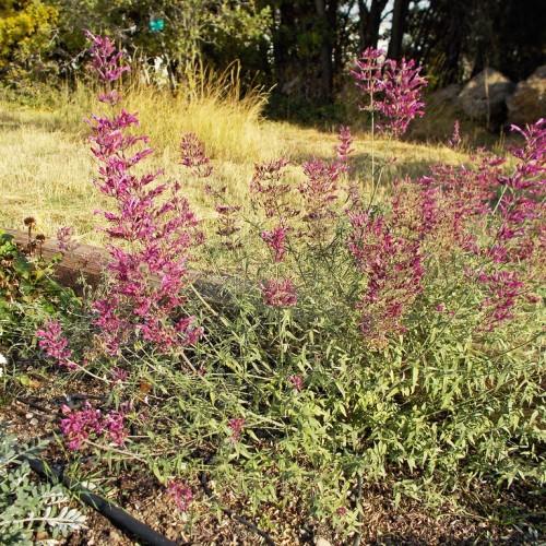 Tall spikes of pink flowers, green stems and green leaves.