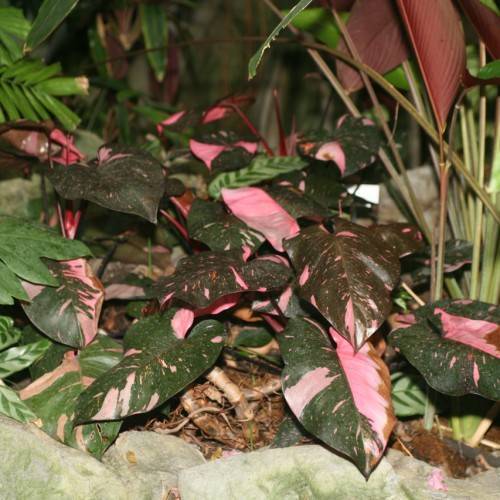 green-pink leaves with pink-green stems