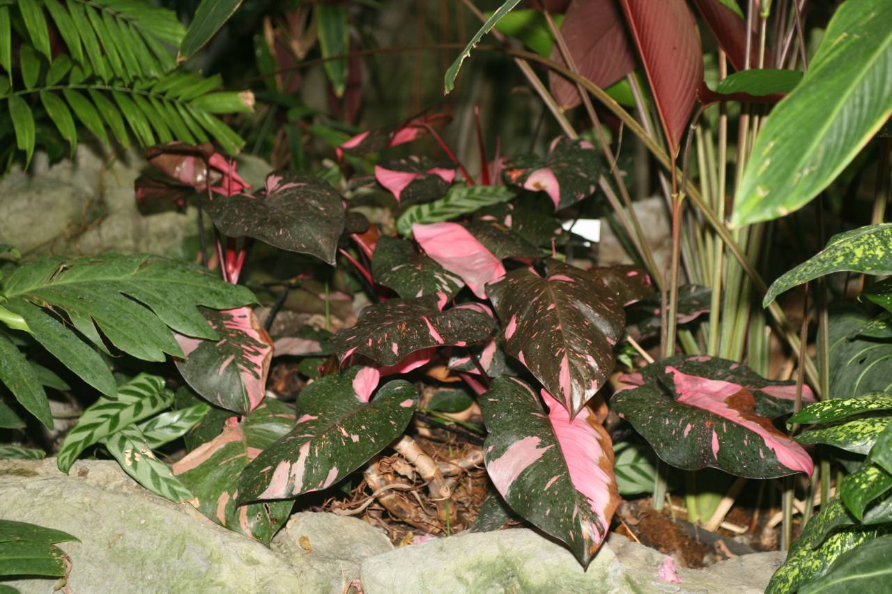 green-pink leaves with pink-green stems