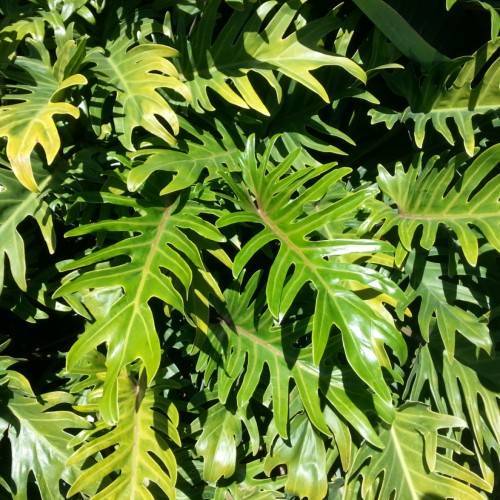 yellow-green leaves with light-brown midribs