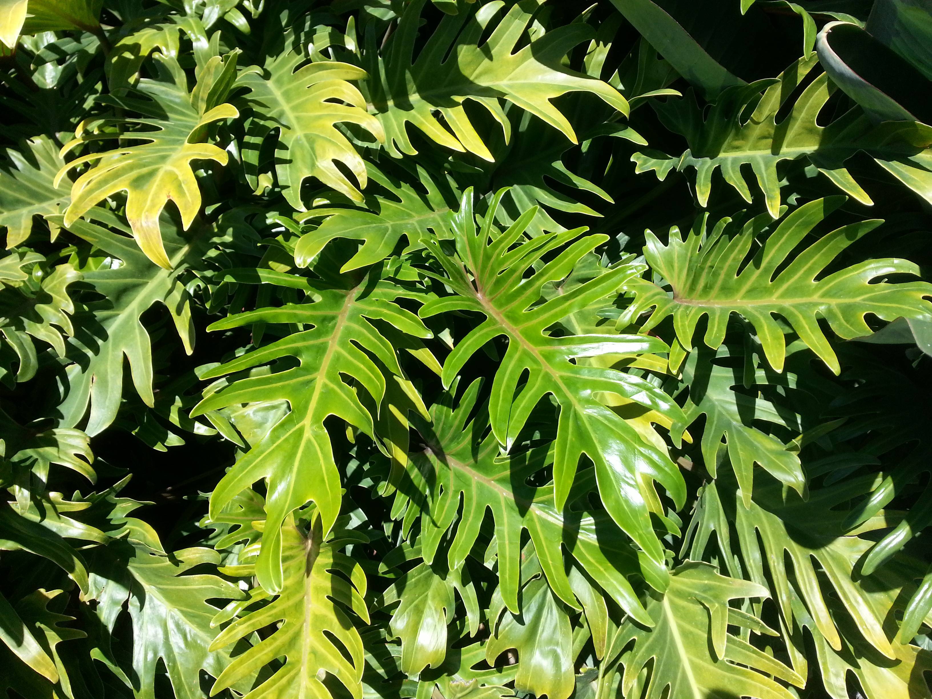 yellow-green leaves with light-brown midribs