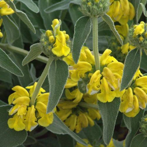 clusters of bright-yellow, tubular flowers with gray-green stems, and velvety dark-green, deltoid leaves