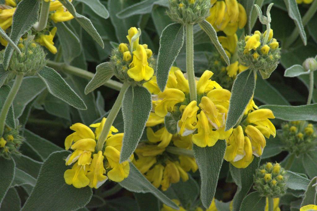 clusters of bright-yellow, tubular flowers with gray-green stems, and velvety dark-green, deltoid leaves