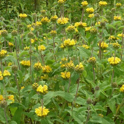 clusters of bright-yellow flowers with gray-purple stems, and green, deltoid, large leaves