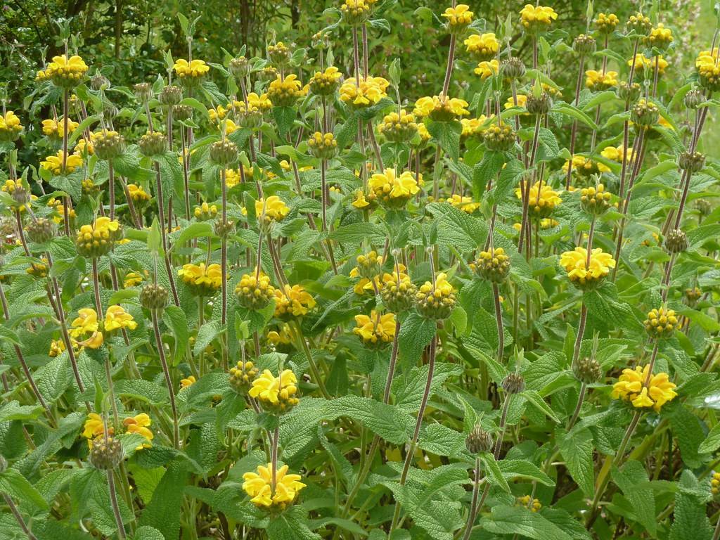 clusters of bright-yellow flowers with gray-purple stems, and green, deltoid, large leaves