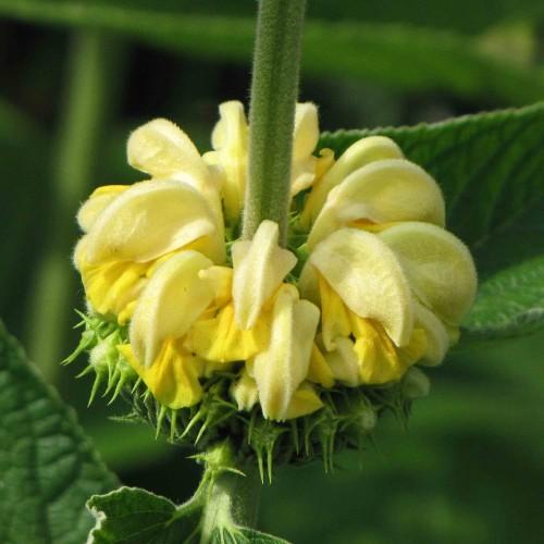 Yellow flower with green stems sepals and leaves.