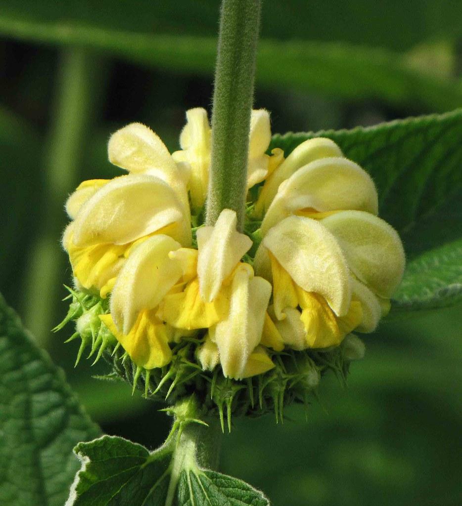 Yellow flower with green stems sepals and leaves.