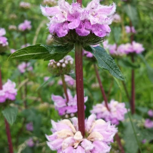 Lavender flower with white hair, beige anthers, green-burgundy stems dark-green sepal and leaves
