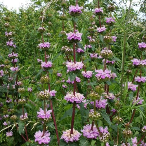 Lavender flower with white hair, beige anthers, green-burgundy stems, beige-lavender buds, dark-green sepal and leaves