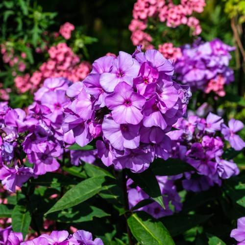 clusters of small, purple flowers with dark-green, lanceolate leaves